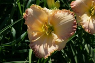 Banquo's Ghost Daylily
