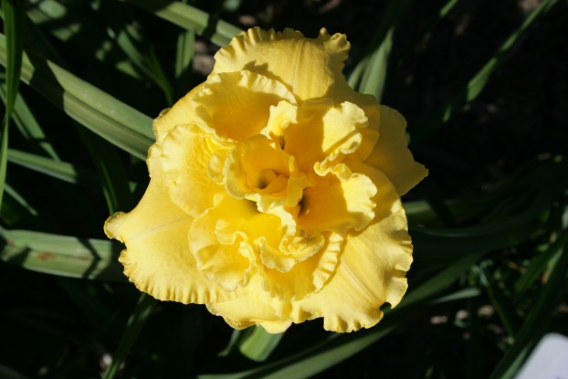 Electric Persuation Double Daylily