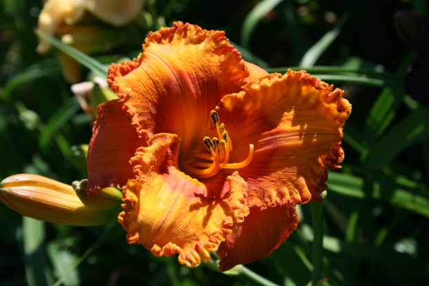 Fire Burn and Caldron Bubble Daylily