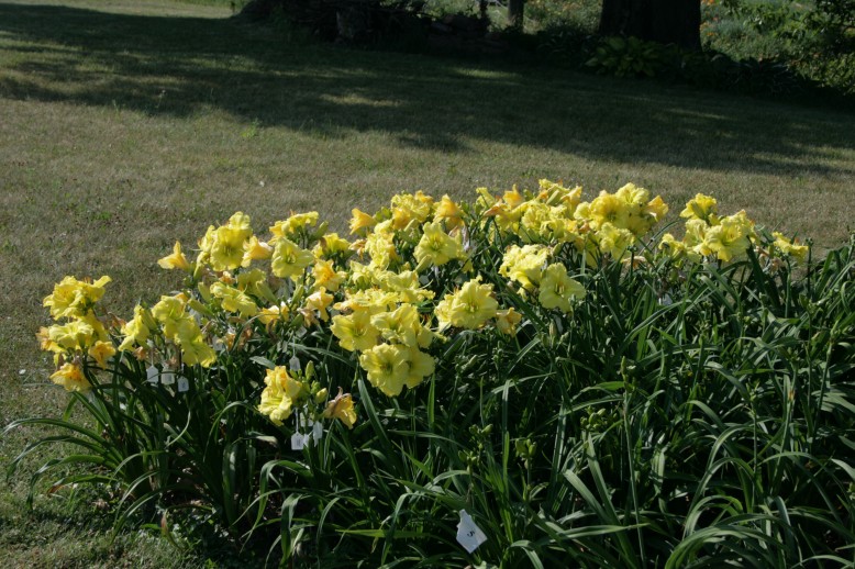 Gisela's Sunshine Daylily Mass Planting