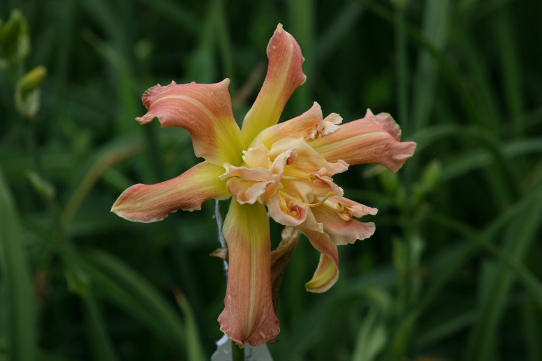 Unusual Form Double Daylily 1