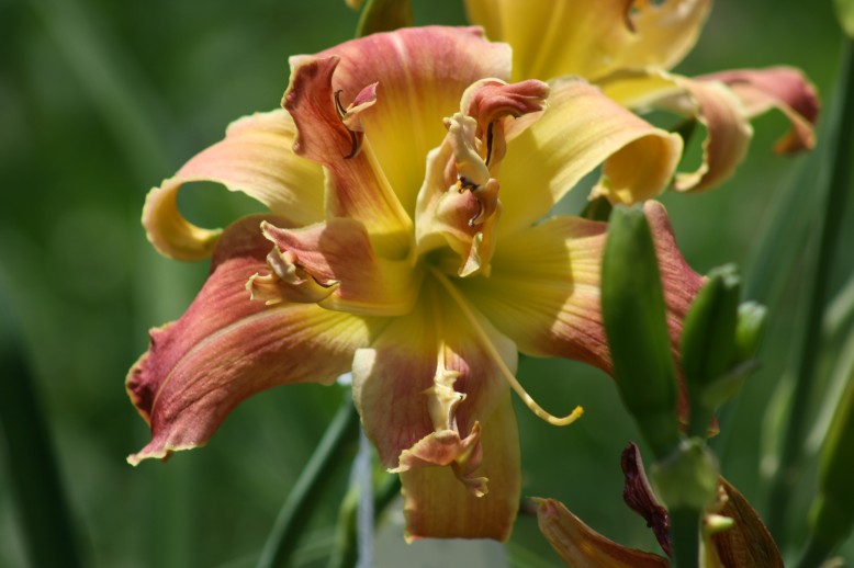 Unusual Form Double Daylily 2