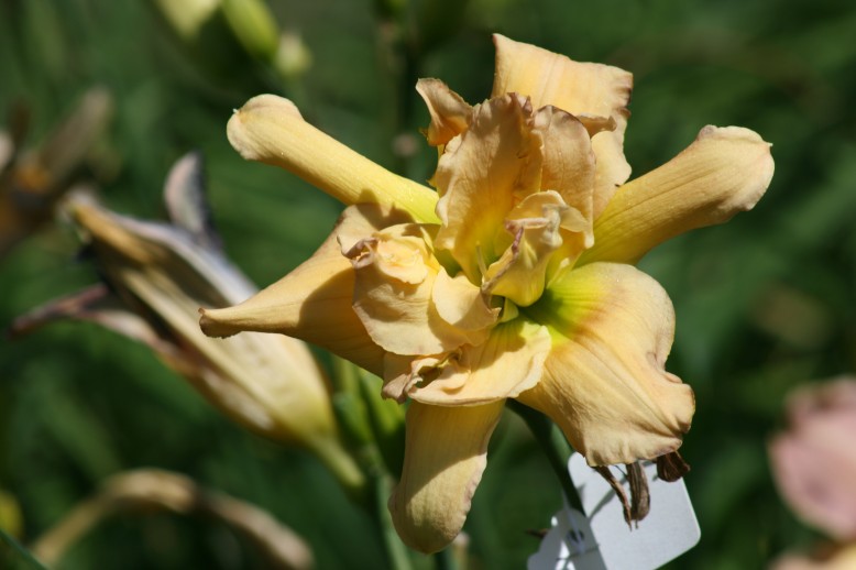 Unusual Form Double Daylily 3