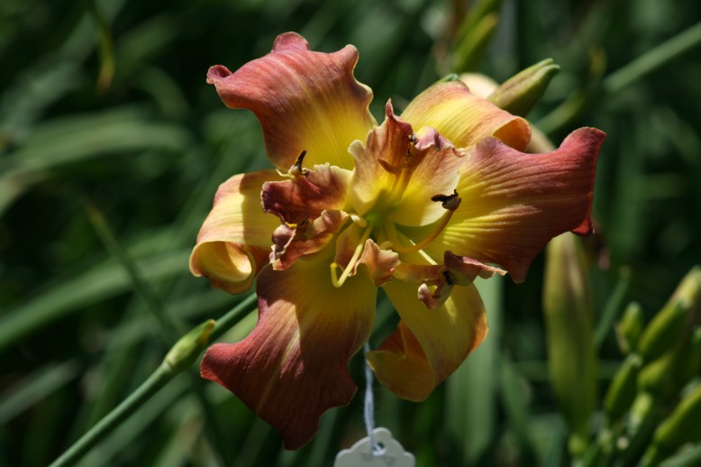 Unusual Form Double Daylily 5