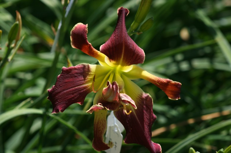 Unusual Form Double Daylily 6