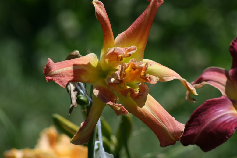 Unusual Form Double Daylily 7