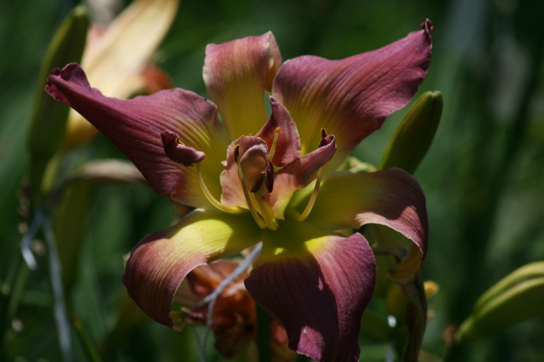 Unusual Form Double Daylily 8