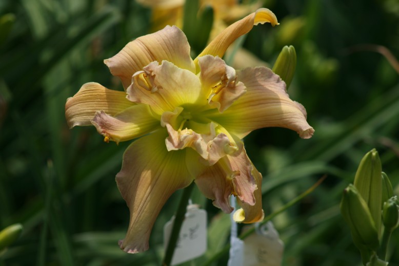 Unusual Form Double Daylily 9