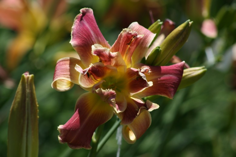 Unusual Form Double Daylily 10