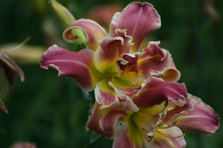 Unusual Form Double Daylily 12