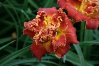 Night at the Prom Daylily