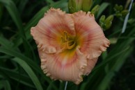 Simple Minded Daylily